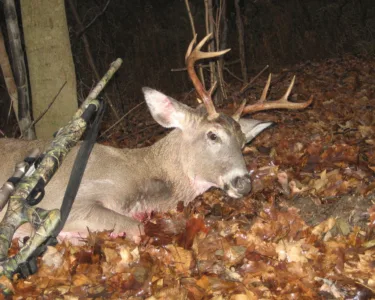 Who's smarter? A buck or a doe?